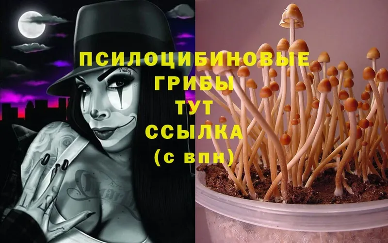 как найти закладки  Баксан  Галлюциногенные грибы MAGIC MUSHROOMS 